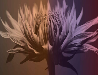 Casa di Accoglienza “Maria Rosa Oldani di Magenta é in cerca di Volontari”